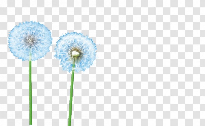 Dandelion Clip Art - Free To Pull The Material Of Transparent PNG