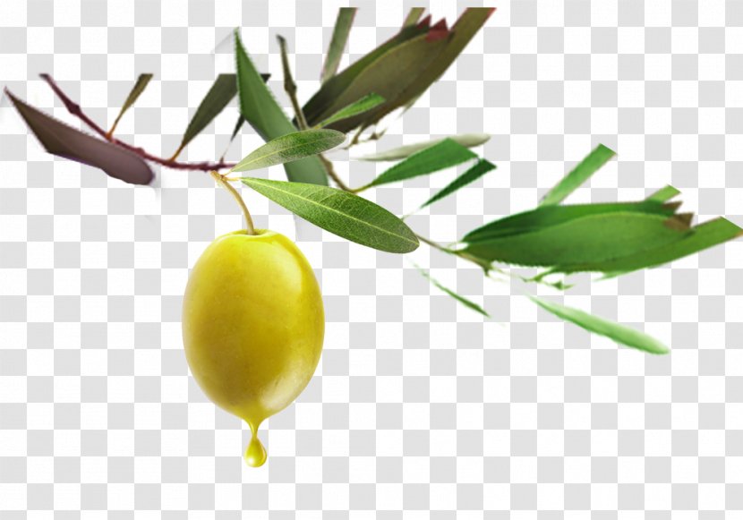 Chinese New Year Auglis Years Eve - Olive Green Fruit Transparent PNG