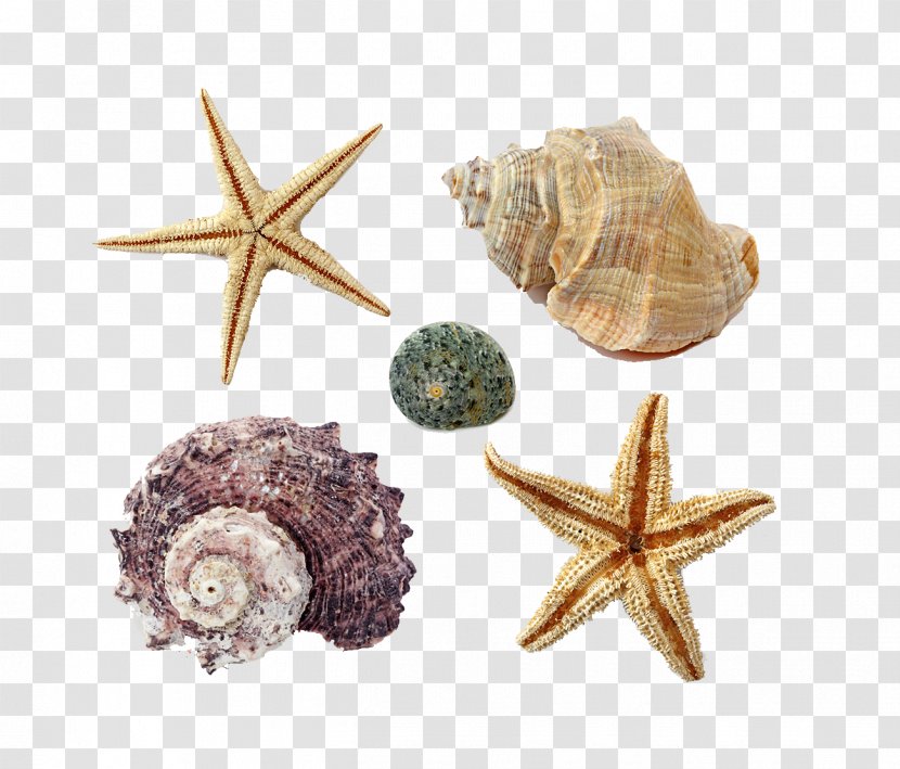 Seashell - Starfish - Seaside Transparent PNG