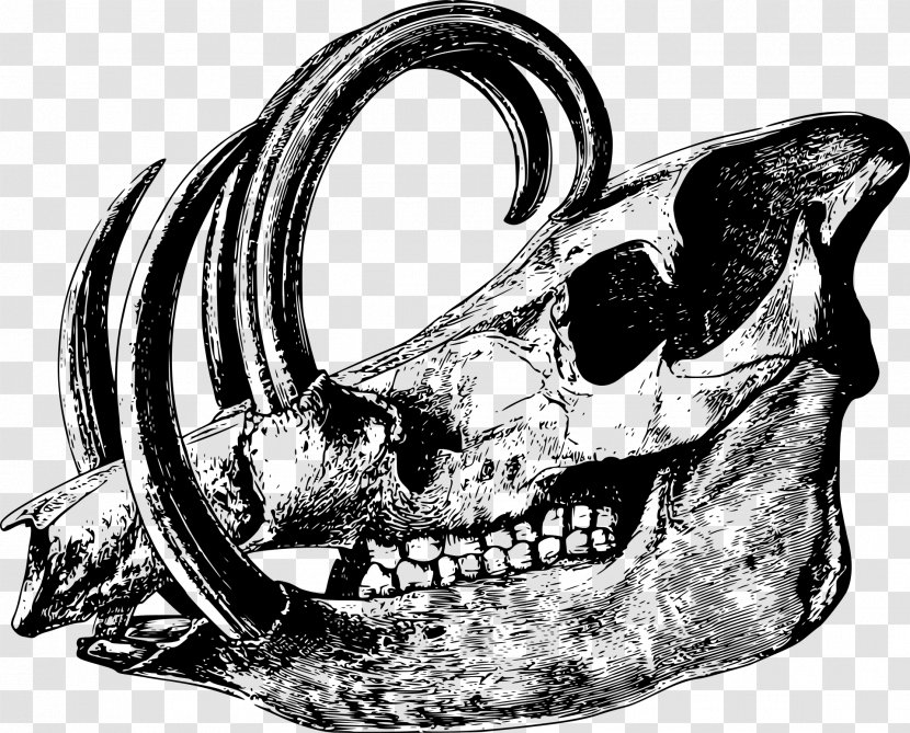 Skull Babirusa Bone Drawing Skeleton - Bones Transparent PNG