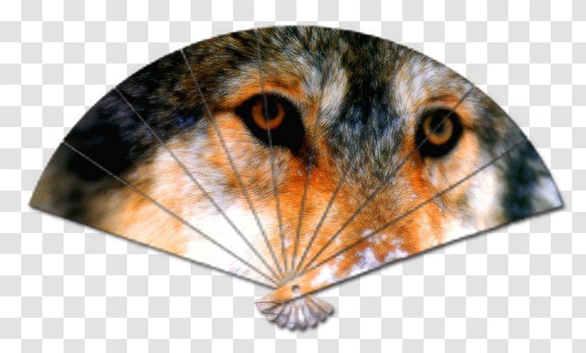 Gray Wolf Cat Animal Snout Proverb Transparent PNG