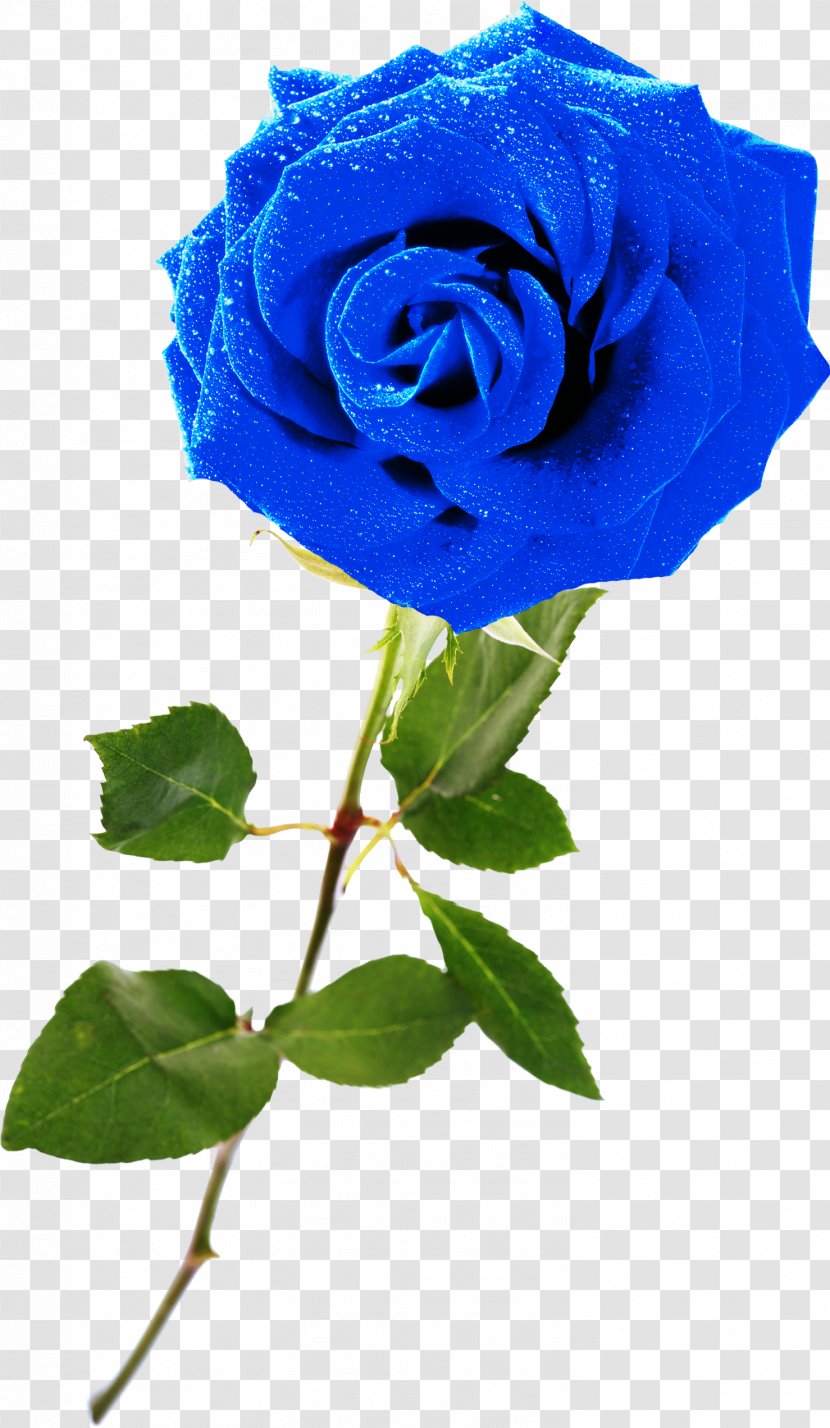 Blue Rose Garden Roses Rosaceae Centifolia - Lilac Transparent PNG