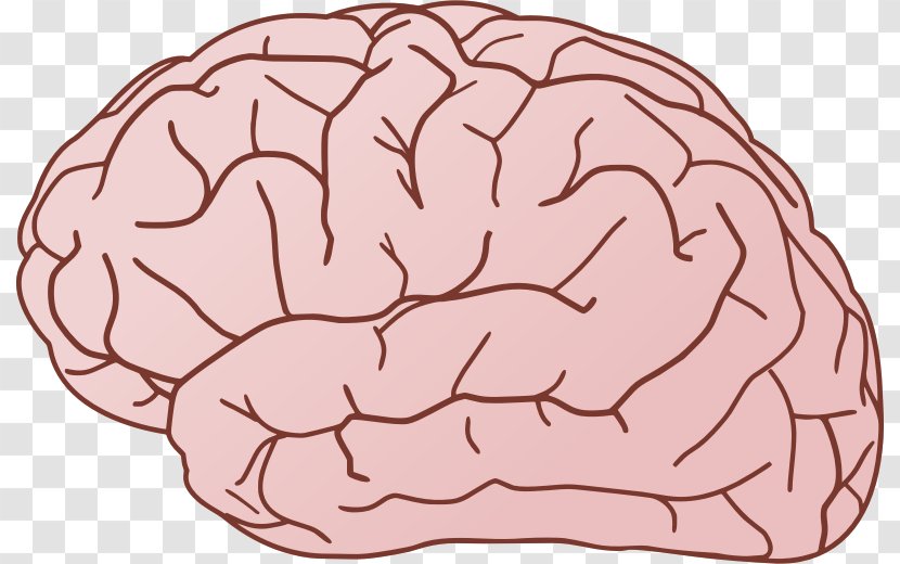 Human Brain Free Content Clip Art - Cartoon - Cliparts Transparent PNG