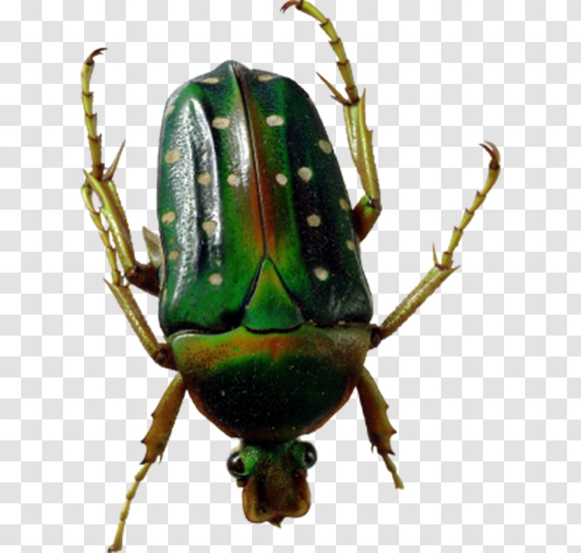 Beetle - Arthropod - Polka Dot Transparent PNG
