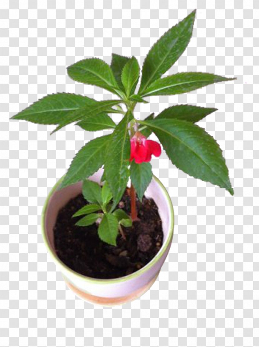Impatiens Balsamina Houseplant - Flowerpot - Potted Plant Transparent PNG
