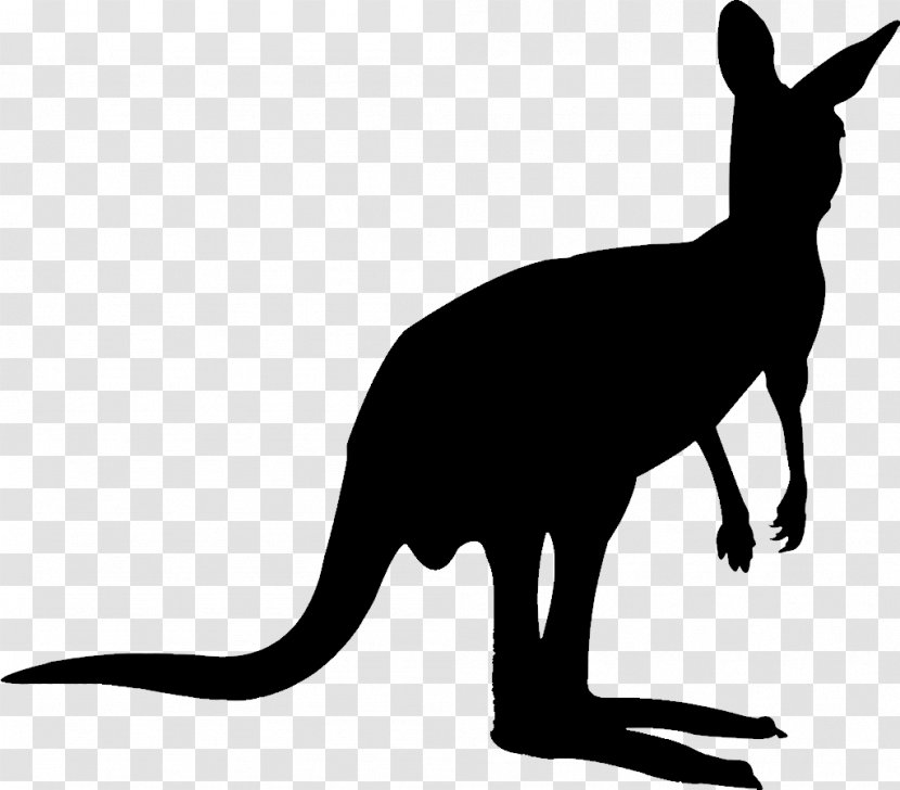 Kangaroo Vector Graphics Royalty-free Stock Photography Image - Tail - Whiskers Transparent PNG