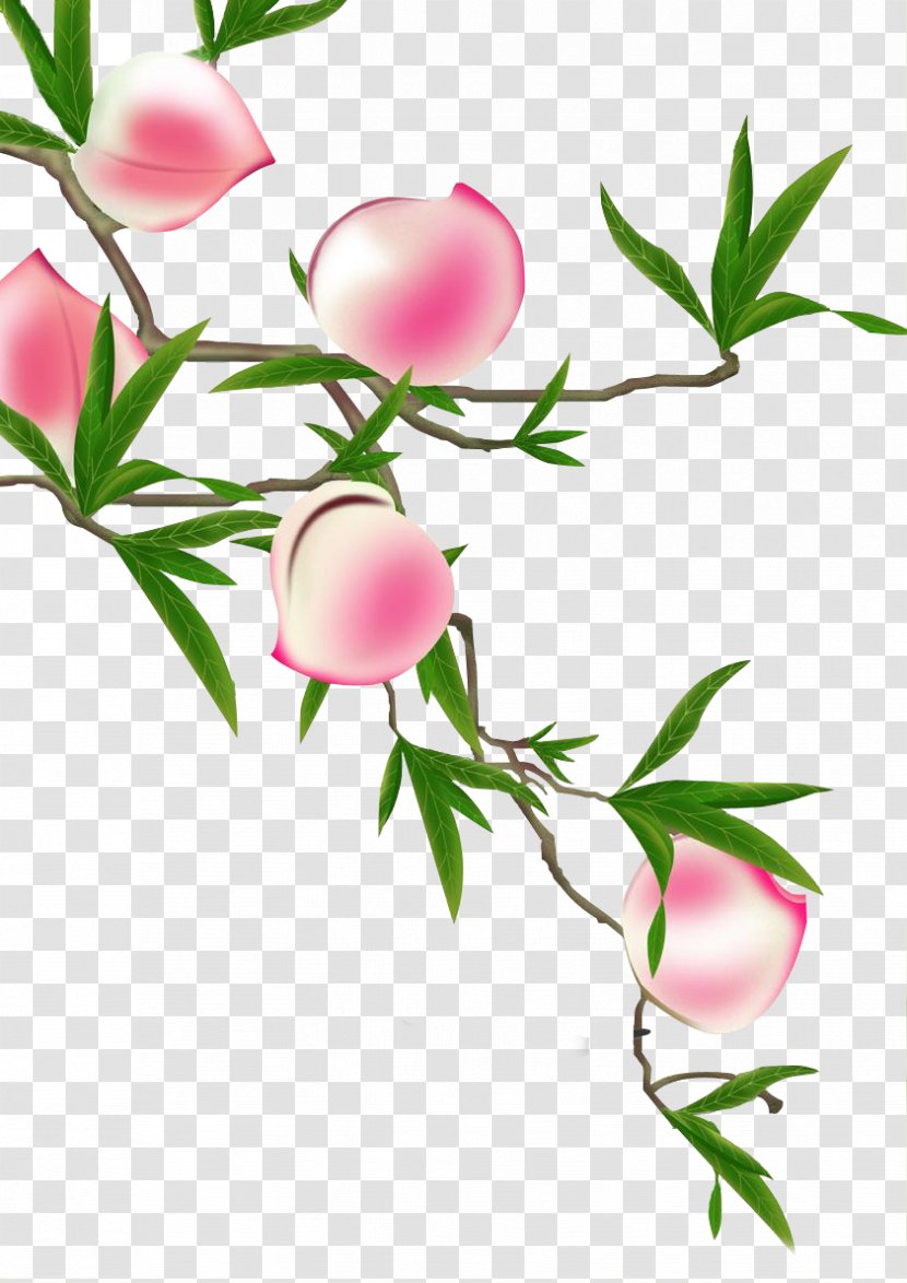 Longevity Peach Illustration - Plant Stem Transparent PNG