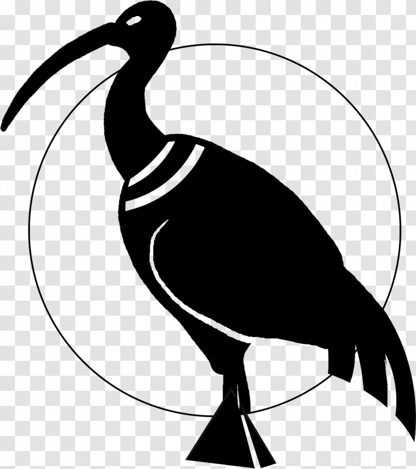 Thoth Ibis Water Bird Beak - Cygnini - Duck Transparent PNG