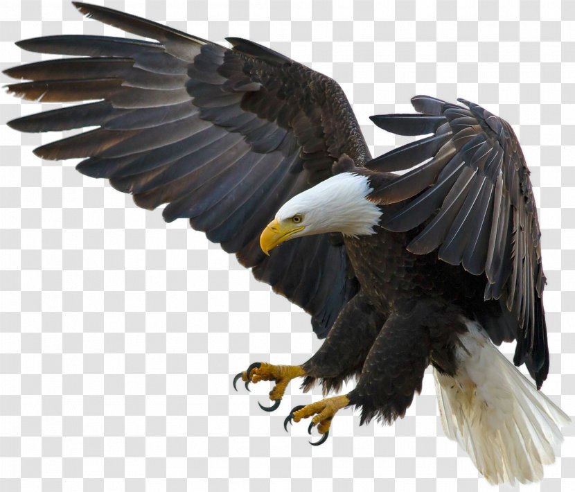 Bald Eagle Bird Desktop Wallpaper High-definition Television - Wildlife Transparent PNG