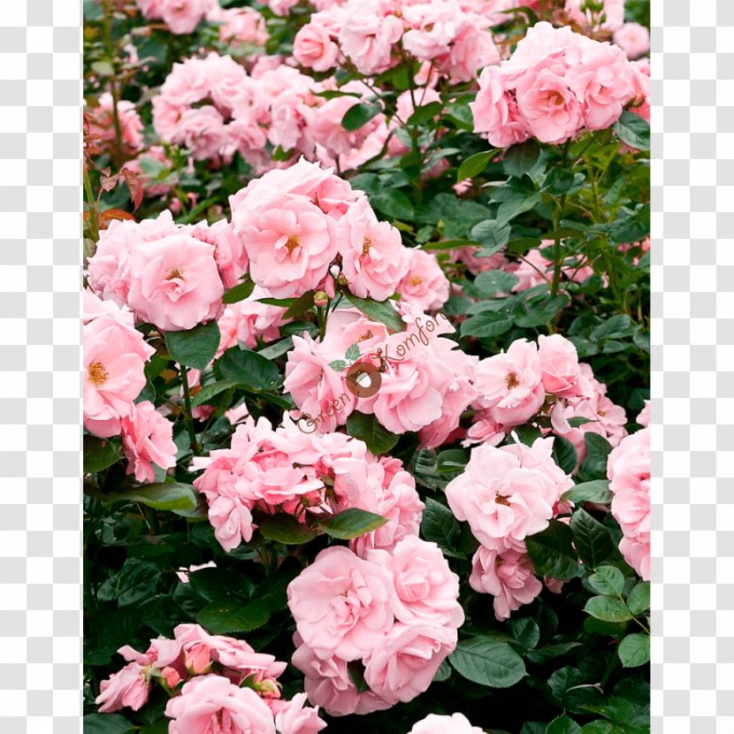 Floribunda Garden Roses Cabbage Rose China Memorial - Rosa Centifolia Transparent PNG