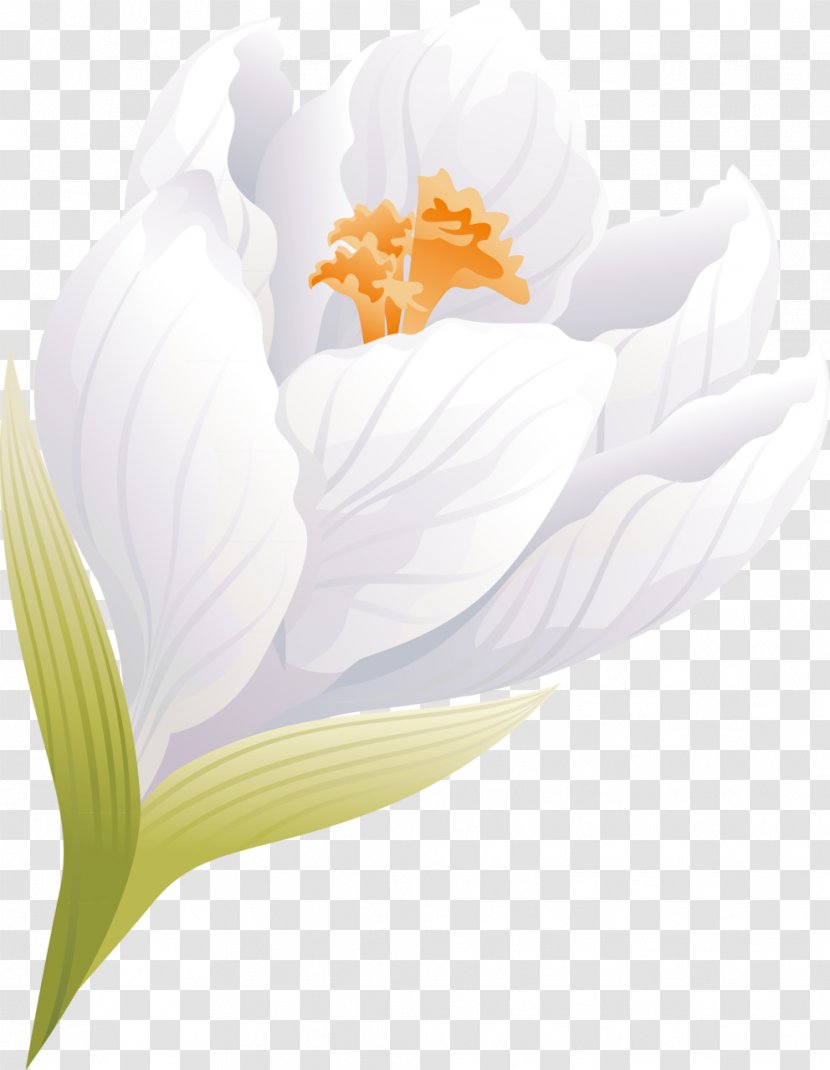 Flowering Plant Desktop Wallpaper Computer Close-up - 65 Transparent PNG