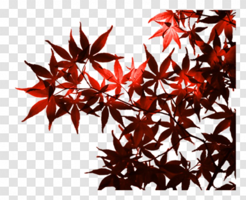 Maple Leaf Autumn TEMA Foundation Transparent PNG