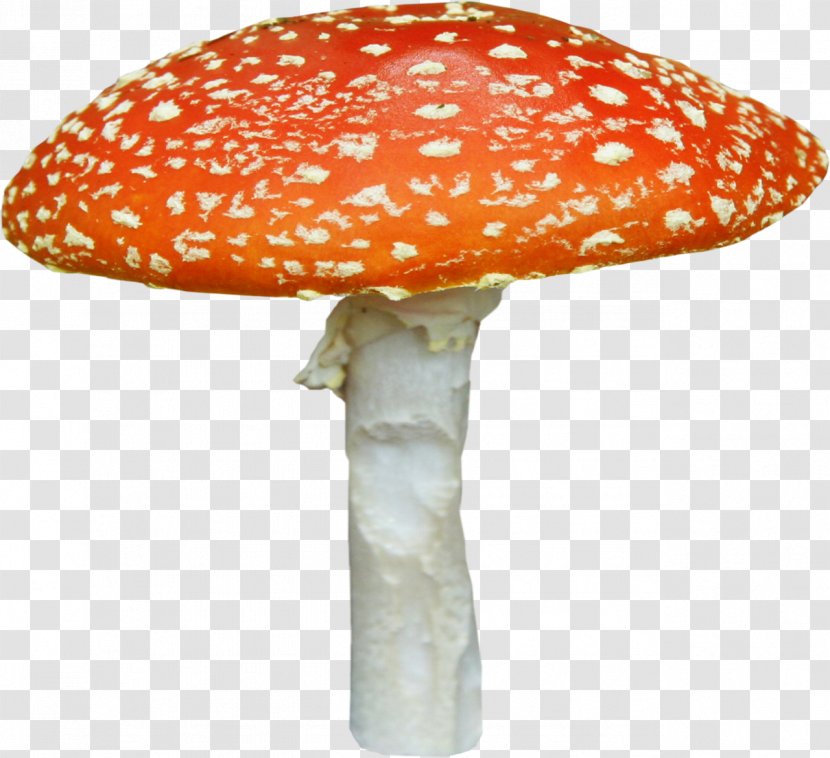 Fungus Amanita Mushroom - Ingredient Transparent PNG