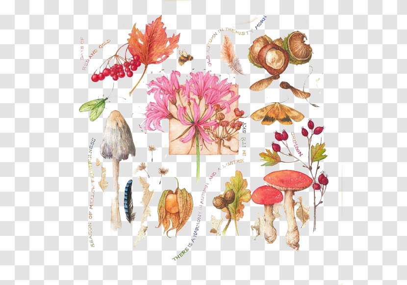 Botanical Illustration Painter Watercolor Painting Botany - Floral Design - Hand-painted Flowers Leaf Mushroom Element Transparent PNG