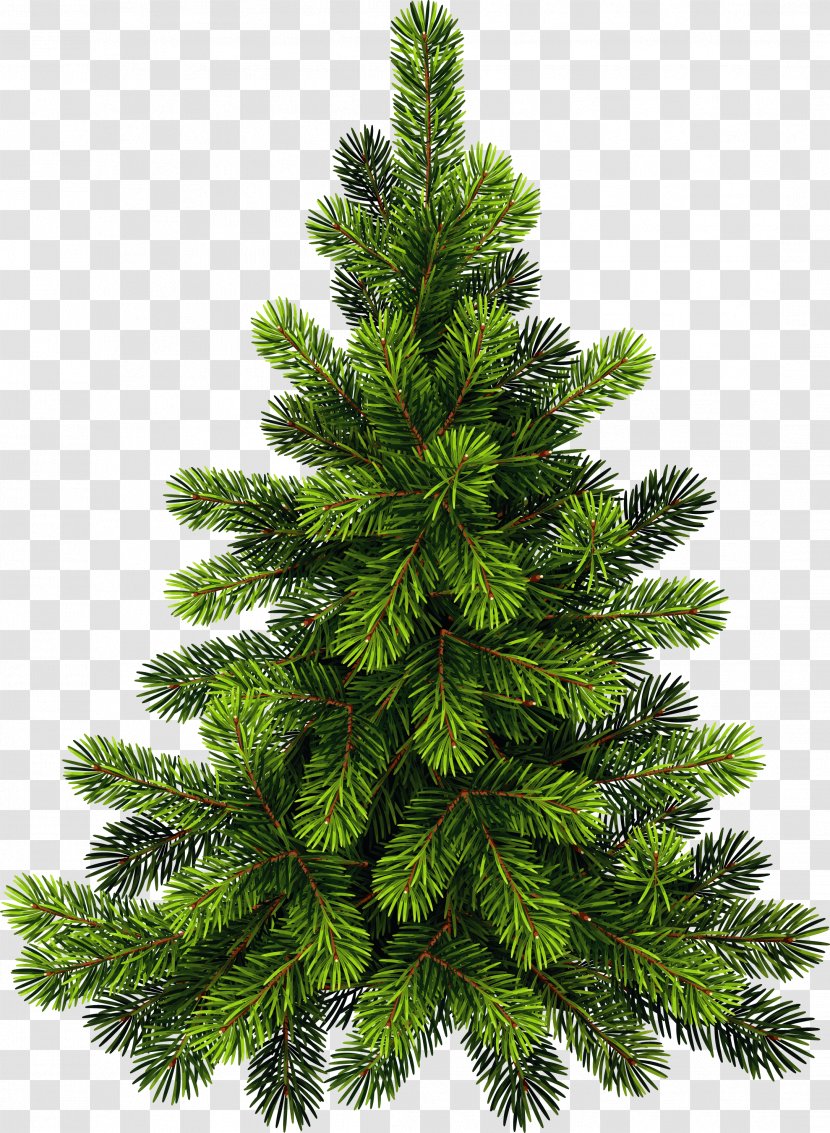 Clip Art Pine Tree Image - Evergreen Transparent PNG