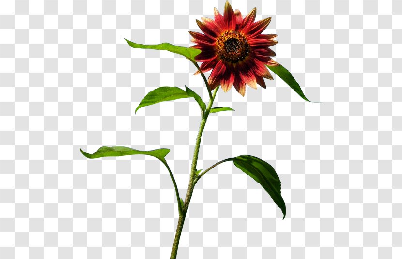 Common Sunflower Blanket Flowers Seed Coneflower Annual Plant - Flower Transparent PNG