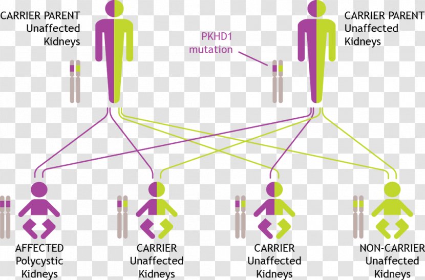 Autosomal Recessive Polycystic Kidney Disease Genetic Testing Dominant Genetics - Counseling - Liver Transparent PNG