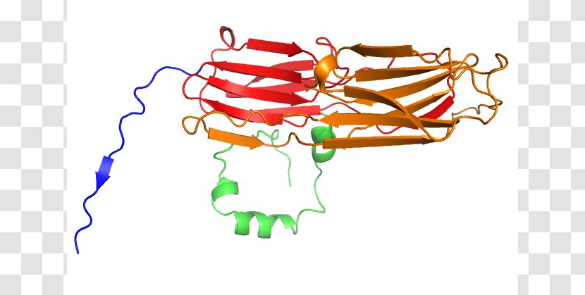 Heat Shock Protein Chaperone Clip Art - Frame - Stress Cartoons Transparent PNG