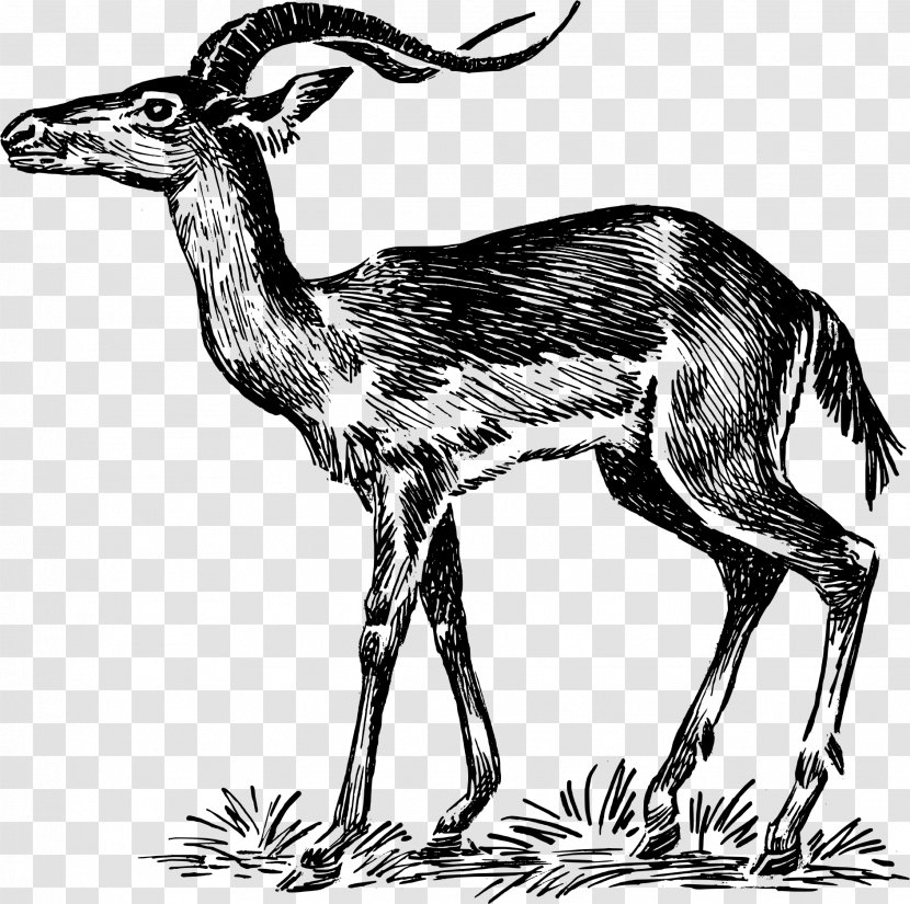 Chevrolet Impala Gazelle Antelope Clip Art - Camel Like Mammal Transparent PNG