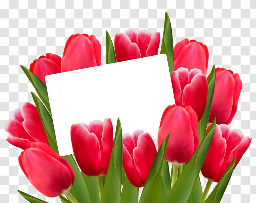 Tulip Flower Red Clip Art - Bouquet Transparent PNG