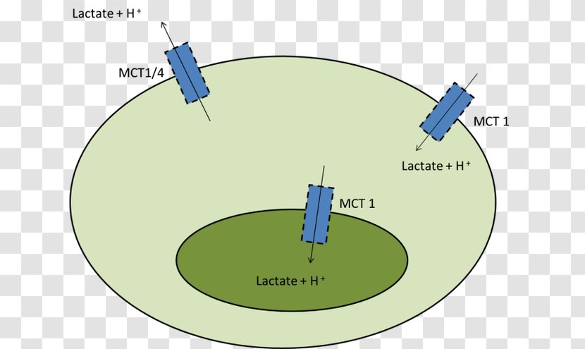 Monocarboxylate Transporter 1 4 Lactic Acid Muscle - Lactate Transport - Increase Stamina Transparent PNG