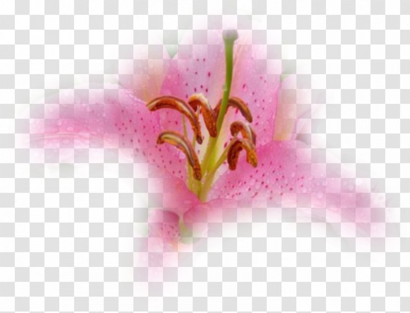Desktop Wallpaper Pink M Close-up Computer - Lily Transparent PNG