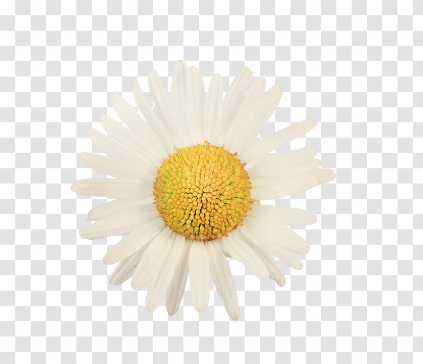 Oxeye Daisy Common Stock Photography Royalty-free Shasta - Cut Flowers - Flower Transparent PNG