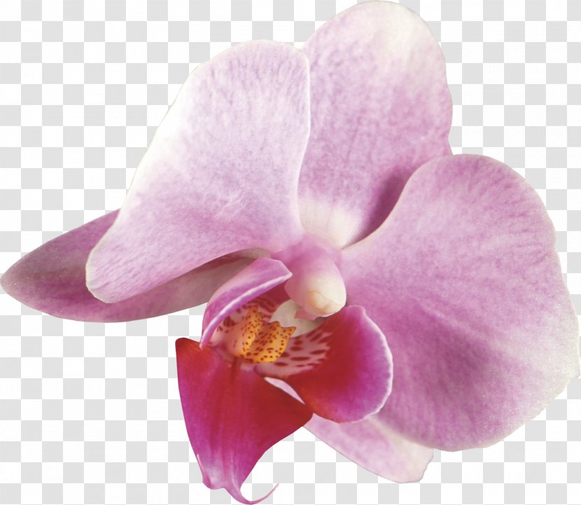 Moth Orchids Cattleya Dendrobium Plant - Blush Floral Transparent PNG