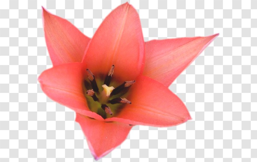 Tulip Petal Red Flower Transparent PNG