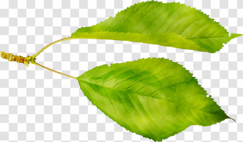 Leaf Plant Stem Plants - Flowering - Swamp Birch Transparent PNG