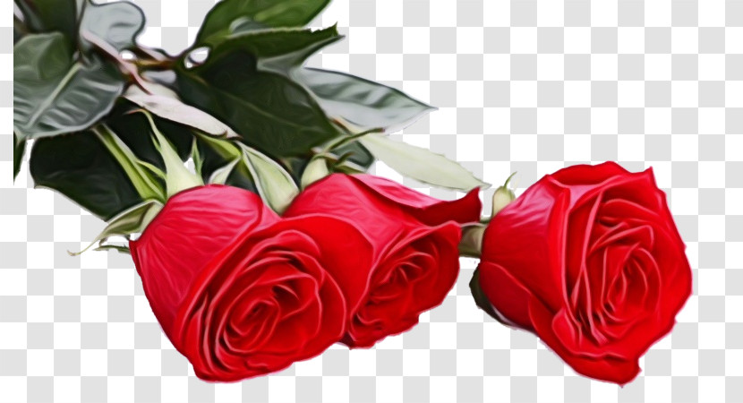 Garden Roses Transparent PNG