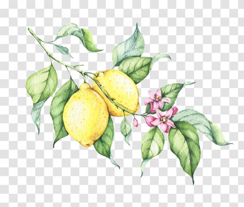 Lemon Drop Drawing Transparent PNG