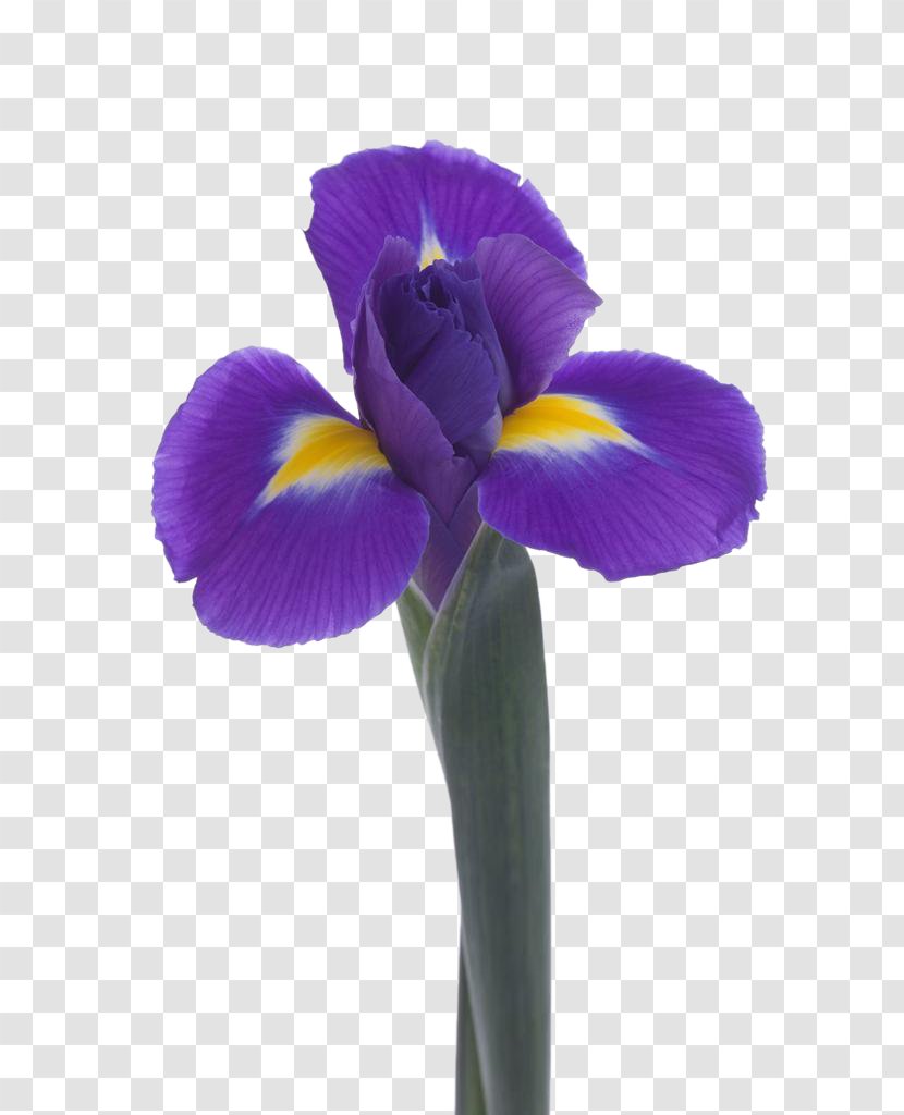 Violet Flower Lossless Compression - Viola Transparent PNG