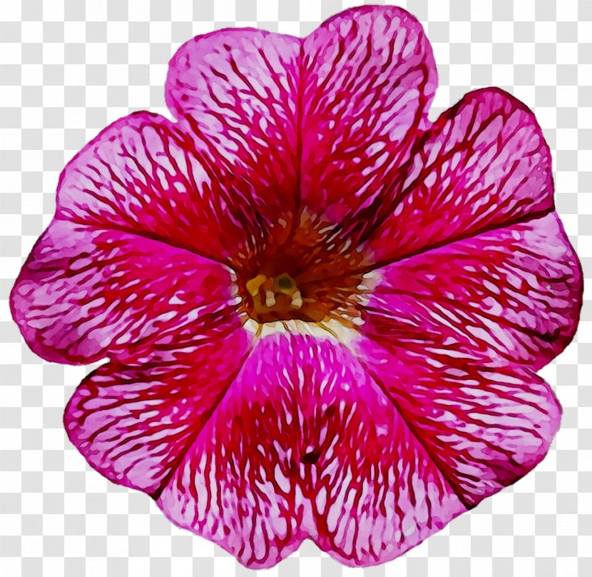 Crane's-bill Annual Plant Herbaceous Violet Magenta - Pink - Petunia Transparent PNG