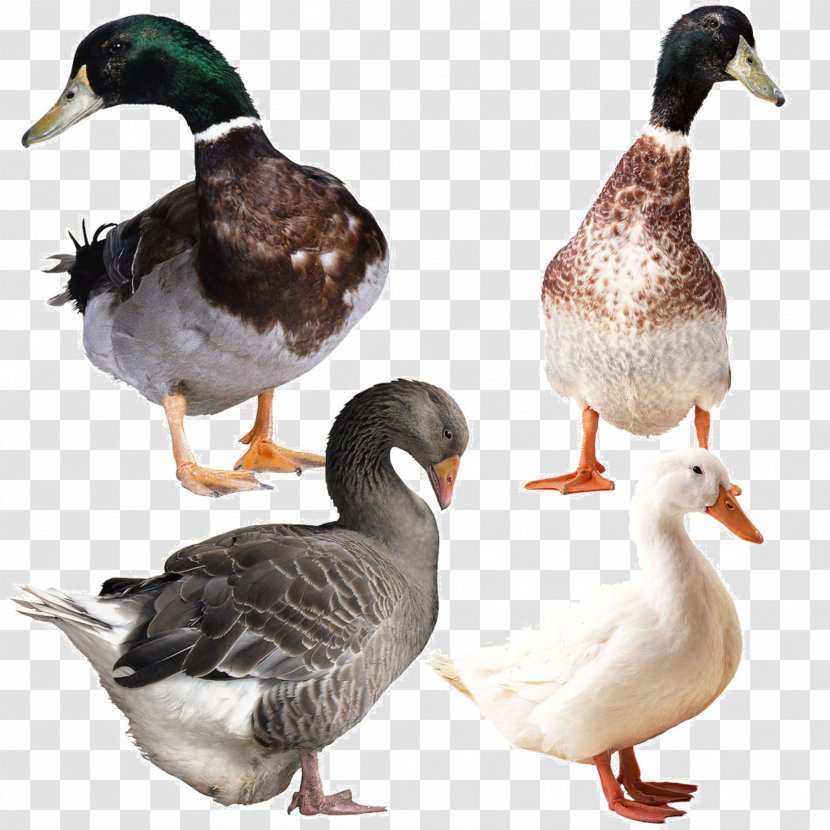 Goose Duck Image File Formats - Poultry Transparent PNG