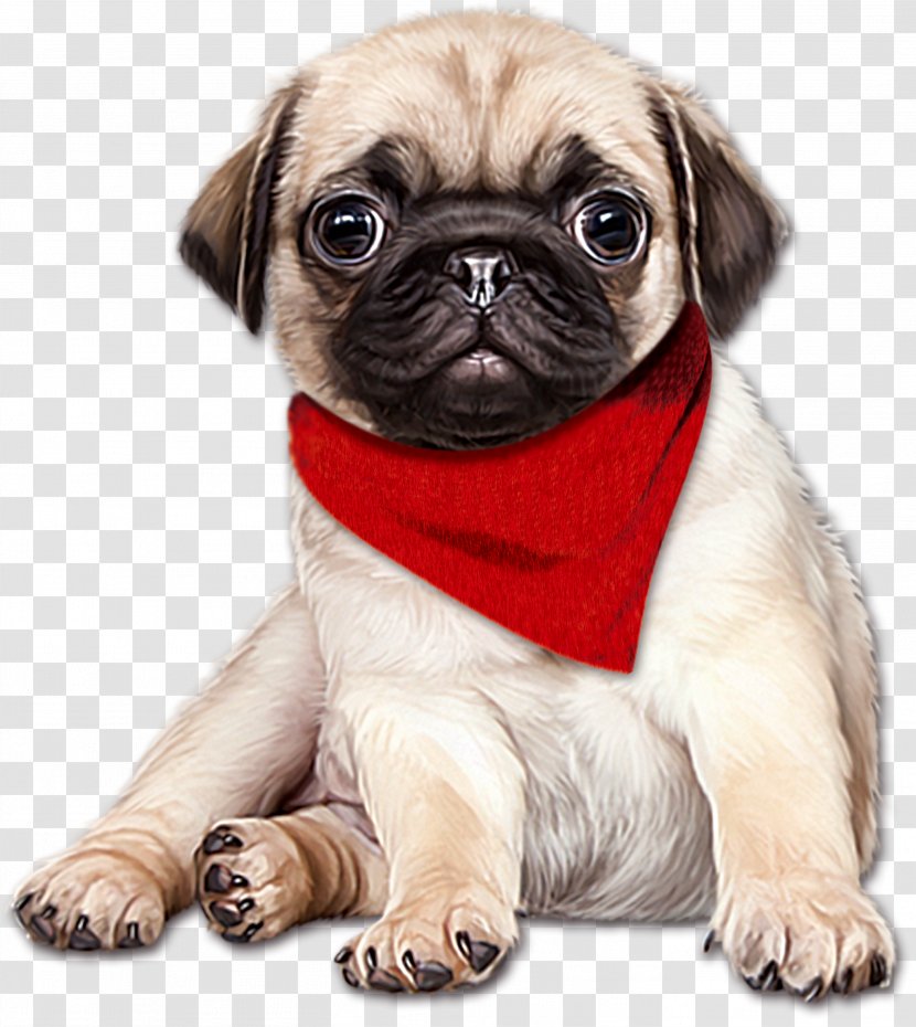 Pug English Mastiff Puppy - Cuteness - Cartoon Hand Painted Red Scarf Dog Transparent PNG