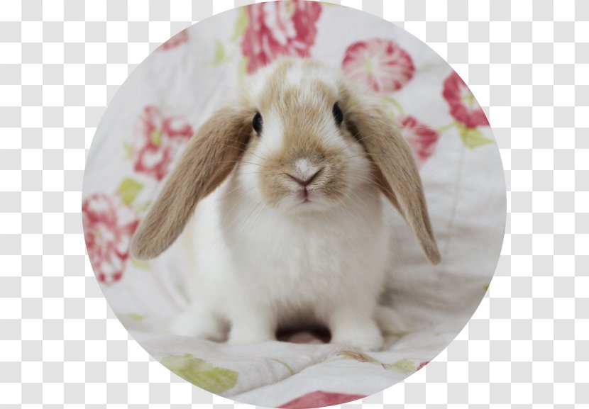Domestic Rabbit Easter Bunny Whiskers Transparent PNG