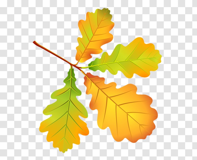 Autumn Leaves Leaf Drawing Tree - Leaflet Transparent PNG