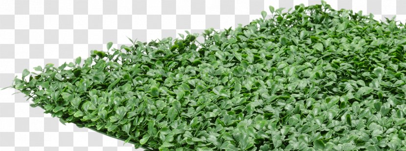 Shrub Plant Buxus Sempervirens Hedge Mat Transparent PNG