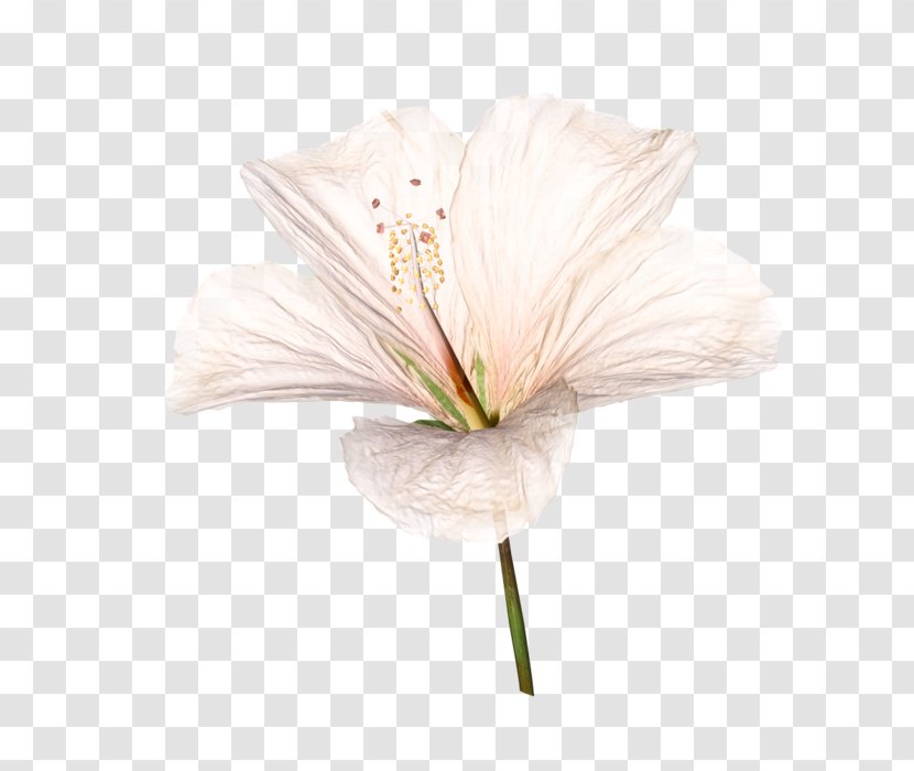 Cut Flowers Petal Clip Art - Flower Transparent PNG