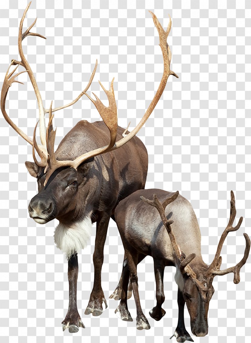 Deer Bison Boreal Woodland Caribou Stock Photography Even-toed Ungulate Transparent PNG