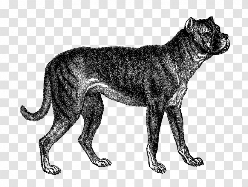 Dog Breed Lion Bullenbeisser Non-sporting Group Cat - Like Mammal Transparent PNG