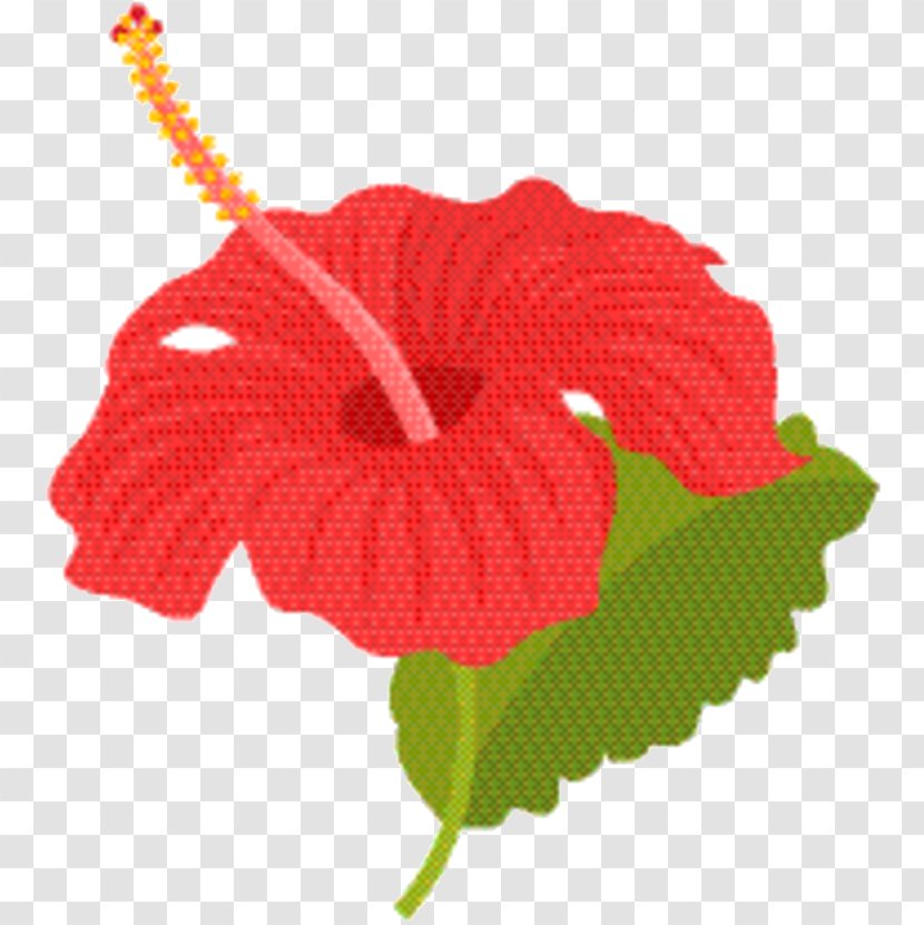 Hibiscus Flower - Redm - Coquelicot Morning Glory Transparent PNG