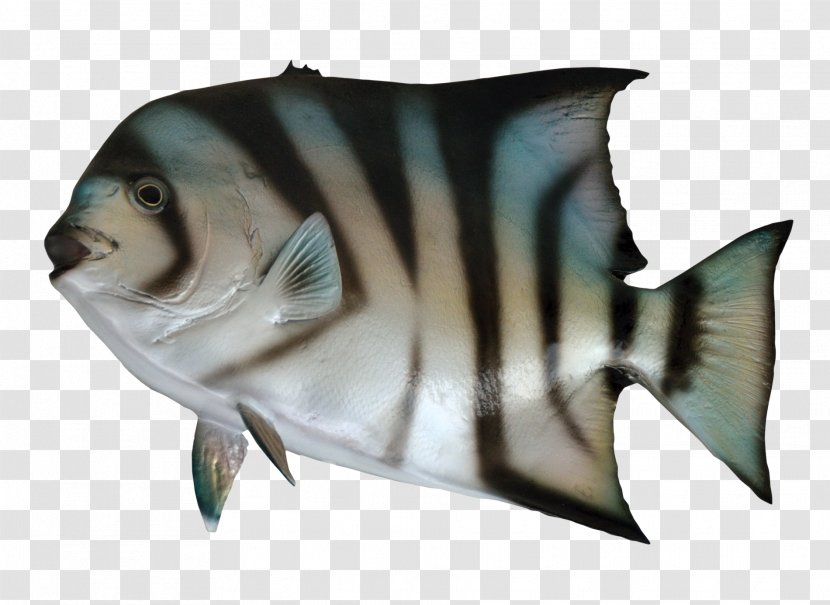 Fish As Food - Fauna - Spadefish Transparent PNG