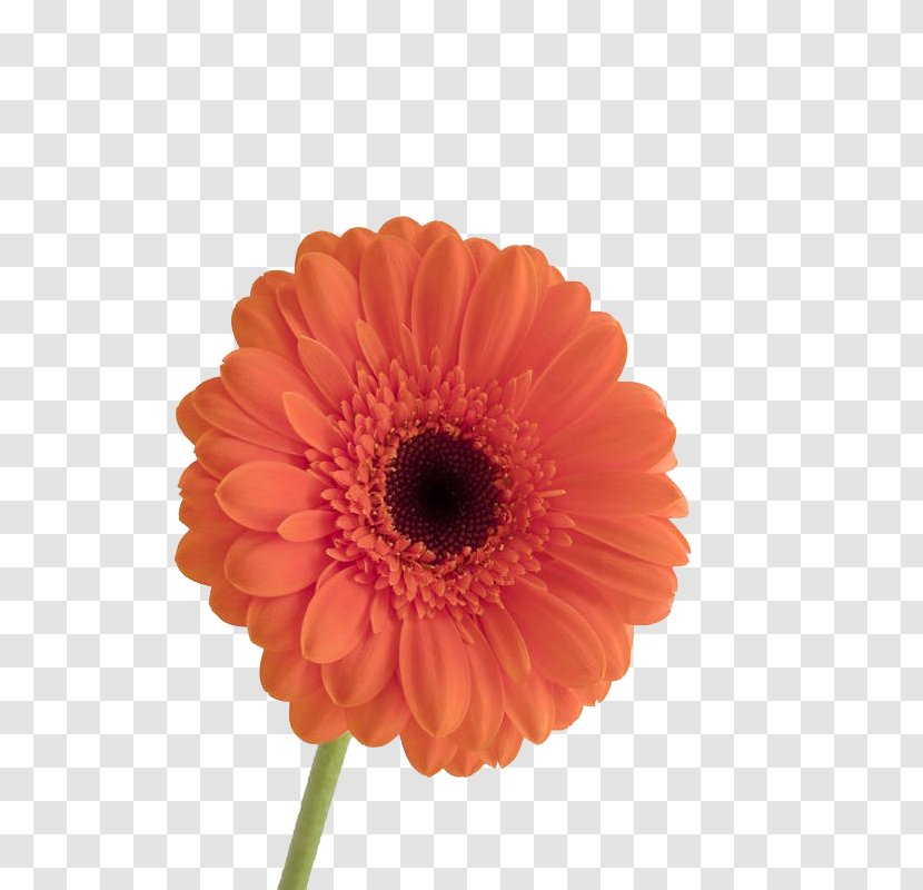 Transvaal Daisy Tulip Red - Cut Flowers - A Transparent PNG