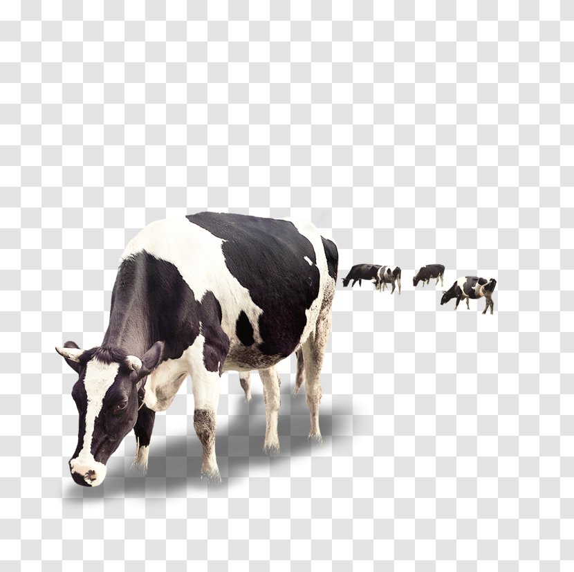 Dairy Cattle Milk Calf - Products - Creative Cow Transparent PNG