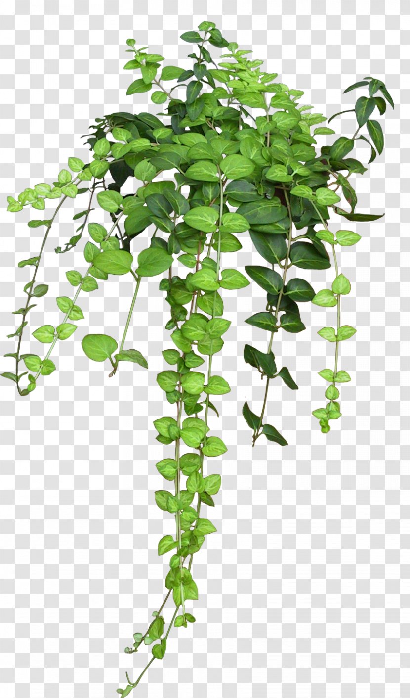 Plant Vine Rose Flower - Ivy - Bushes Transparent PNG