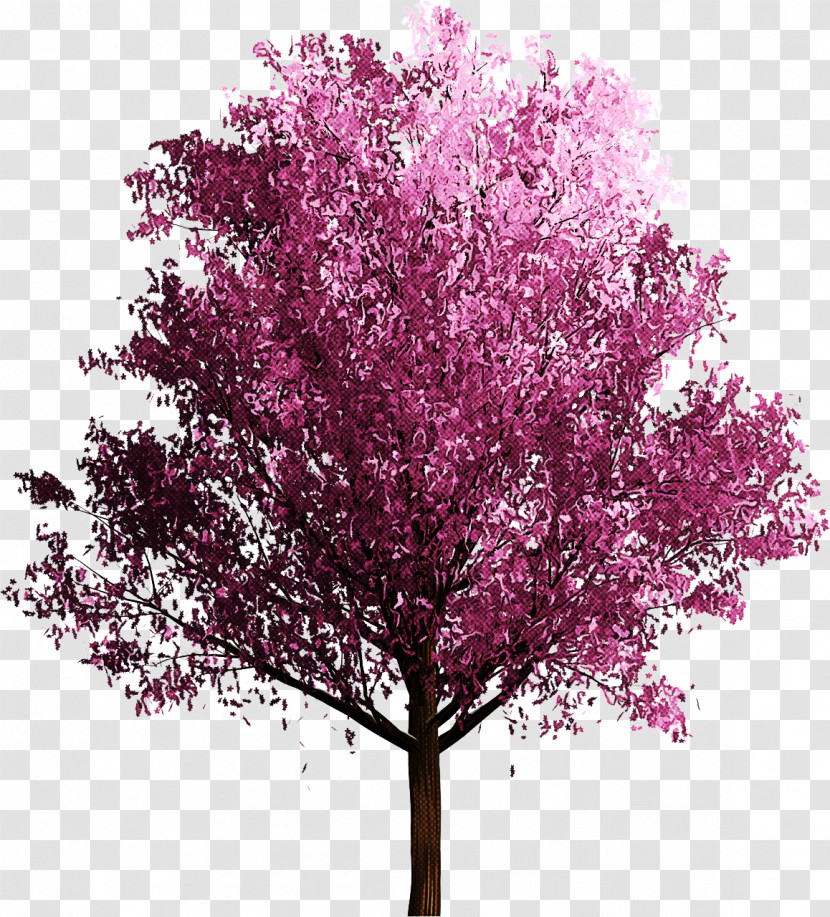 Tree Pink Plant Flower Red Bud Transparent PNG