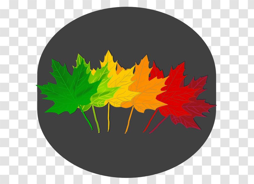 Maple Leaf Red Japanese Norway Transparent PNG