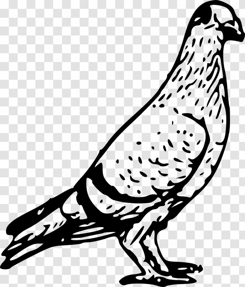 Homing Pigeon Columbidae Bird English Carrier Drawing - Line Art Transparent PNG
